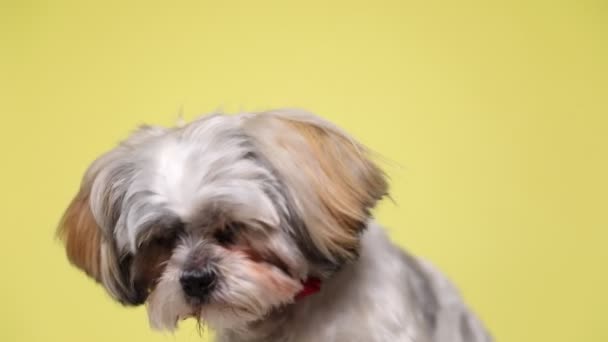 Indiferente Shih Tzu Cão Levantando Cabeça Olhando Para Longe Vestindo — Vídeo de Stock