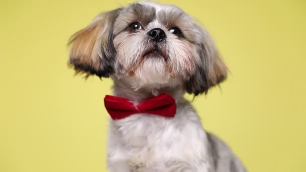 Słodkie Shih Tzu Pies Podnosząc Głowę Siedzi Nosząc Czerwony Muszka — Wideo stockowe
