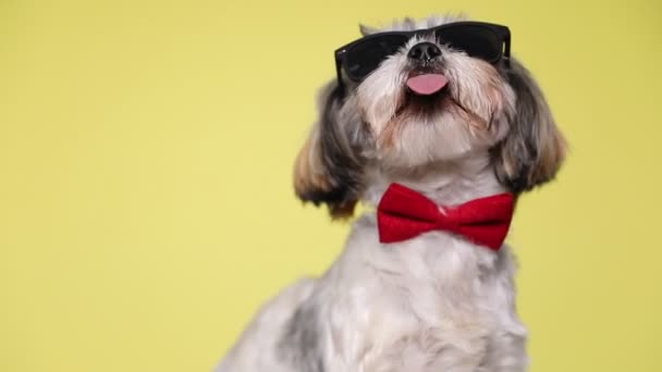 Cool Shih Tzu Dog Wearing Red Bowtie Sunglasses Sitting Licking — Stock Video