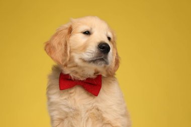 Tatlı Labrador Retriever köpeği kırmızı papyon takıyor ve sarı arka plana bakıyor.