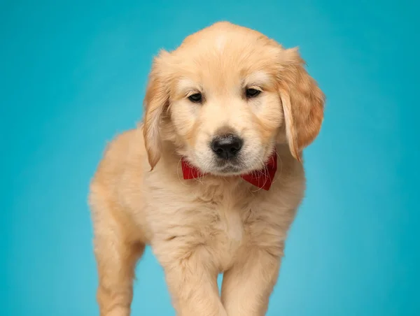 Schattige Labrador Retriever Hond Dragen Rode Strikje Nad Kijken Neer — Stockfoto