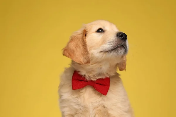 可爱的金毛猎犬 戴着红色的领带 侧身望着黄色的背景 — 图库照片