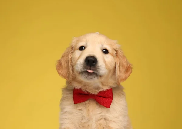 Lindo Perro Labrador Retriever Vistiendo Corbata Jadeando Sobre Fondo Amarillo —  Fotos de Stock