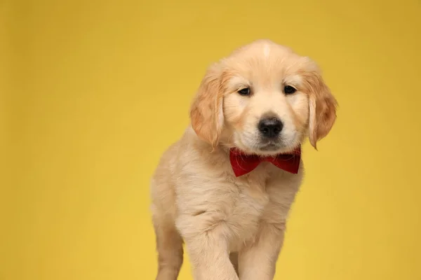 Lindo Perro Recuperador Oro Con Corbata Roja Mirando Lado Sobre — Foto de Stock