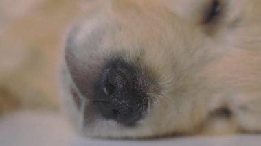 Golden Retriever köpeği pembe stüdyo arka planında spot ışıkları altında uzandı.