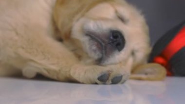 Golden Retriever bebeği yerde uyuyor, siyah bir şapka takıyor, şapkası kafasından düşerken yuvarlanıyor, pembe stüdyo arka planında geriniyor.