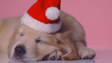 Küçük Golden Retriever köpeği pembe arka planda yatar, başını patilerine koyar, uyur ve noel şapkası takar.