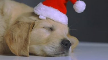 Sevimli yorgun Golden Retriever köpeği Noel şapkası takıyor, uzanıyor ve karanlık stüdyo arka planında yerde uyuyor.