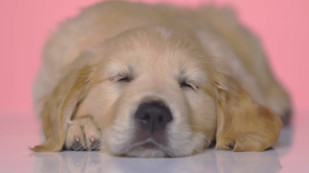 Bonito Preguiçoso Golden Retriever Cão Deitado Descansando Cabeça Suas Patas — Vídeo de Stock