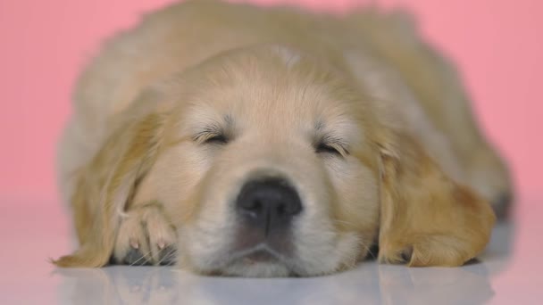 Αξιολάτρευτο Κουρασμένο Σκυλί Γκόλντεν Ριτρίβερ Ξαπλωμένο Ξεκουράζει Κεφάλι Του Στις — Αρχείο Βίντεο