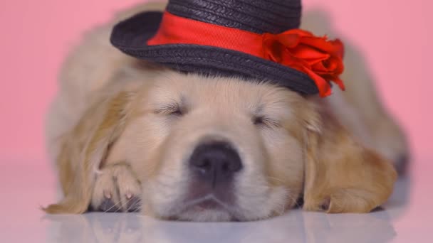 Adorable Perro Recuperador Oro Agotado Durmiendo Con Cabeza Apoyada Sus — Vídeos de Stock