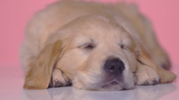 Bonito Pequeno Golden Retriever Cão Deitado Lentamente Adormecer Fundo Estúdio — Vídeo de Stock