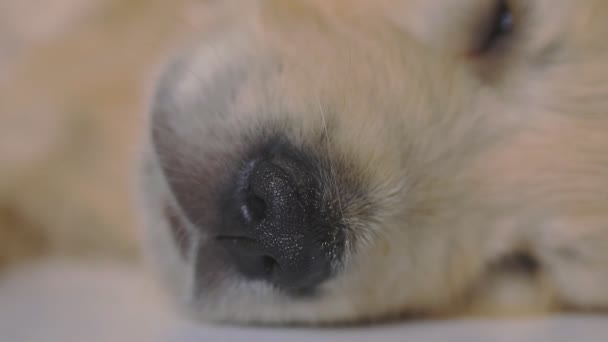 Χρυσό Σκυλί Retriever Ξαπλωμένος Μύτη Του Στο Προσκήνιο Ροζ Φόντο — Αρχείο Βίντεο