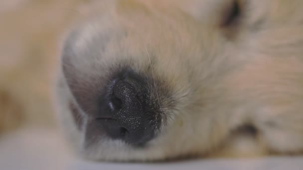 Close Golden Retriever Dog Little Black Nose — Stock Video