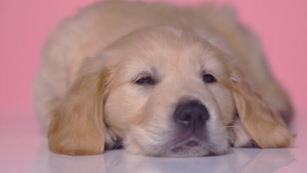 Pequeno Cão Retriever Dourado Sonolento Dormindo Com Cabeça Suas Patas — Vídeo de Stock