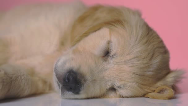 Entzückender Kleiner Golden Retriever Hund Schläft Mit Dem Kopf Auf — Stockvideo