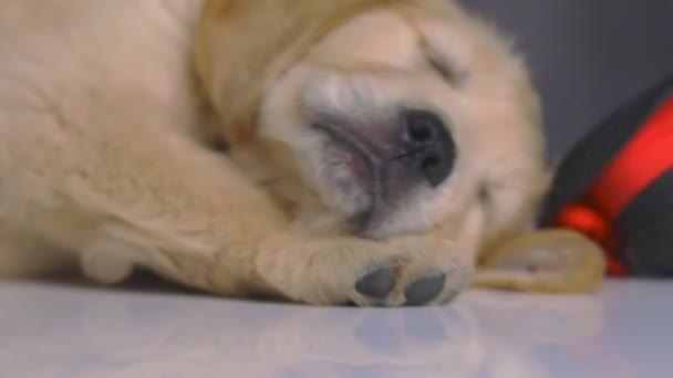 Baby Golden Retriever Pies Śpi Podłodze Czarnym Kapeluszu Kołysząc Się — Wideo stockowe