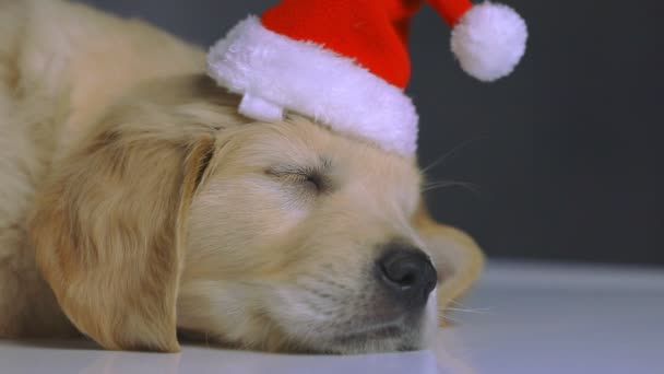 Adorable Perro Recuperador Oro Fatigado Usando Sombrero Navidad Acostado Durmiendo — Vídeos de Stock