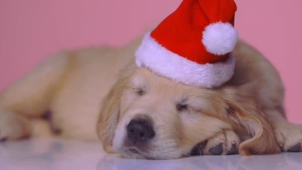 Pequeño Perro Recuperador Oro Apoyando Cabeza Sobre Sus Patas Durmiendo — Vídeos de Stock