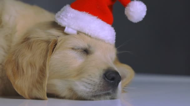 Lindo Perro Golden Retriever Acostado Durmiendo Usando Sombrero Navidad Sobre — Vídeos de Stock