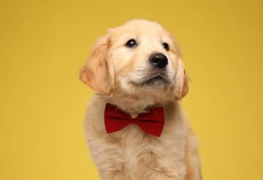 Kırmızı papyon takıp sarı arka plana bakan sevimli Labrador Retriever köpeği.