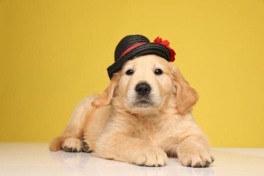Sevimli Golden Retriever köpeği şapka takıyor ve sarı arka planda yere uzanıyor.