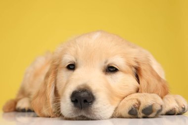 tapılası Labrador Retriever köpeği yerde dinleniyor ve sarı arka planda başını tutuyor.