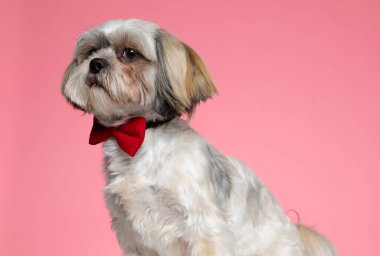 Şirin shih tzu köpek yavrusu Pembe arka planda kırmızı papyon takıyor