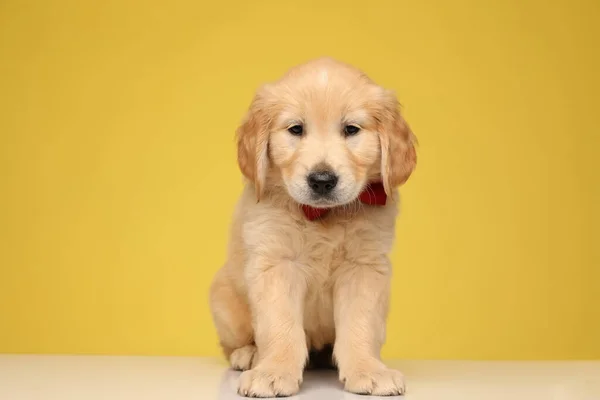 Lindo Cachorro Golden Retriever Vistiendo Pajarita Roja Mirando Hacia Abajo —  Fotos de Stock
