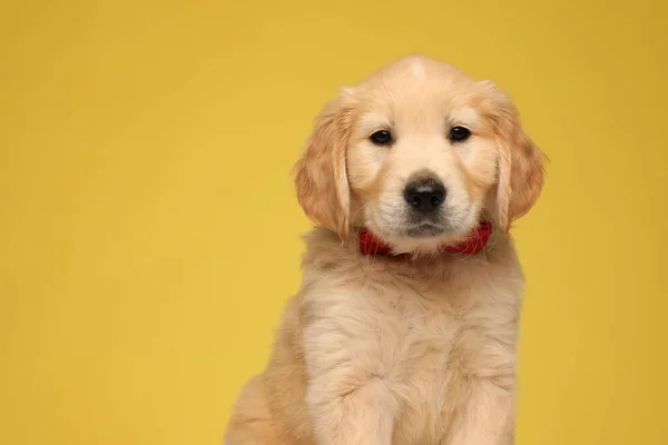 Roztomilý Zlatý Retrívr Pes Nosí Červený Motýlek Sedí Žlutém Pozadí — Stock fotografie