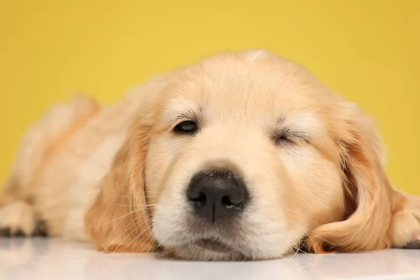 Αξιολάτρευτο Σκυλί Λαμπραντόρ Retriever Ξαπλώνει Και Κλείνει Μάτι Κίτρινο Φόντο — Φωτογραφία Αρχείου
