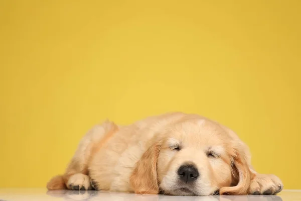 Sarı Arka Planda Yerde Uyuyan Sevimli Golden Retriever Köpeği — Stok fotoğraf
