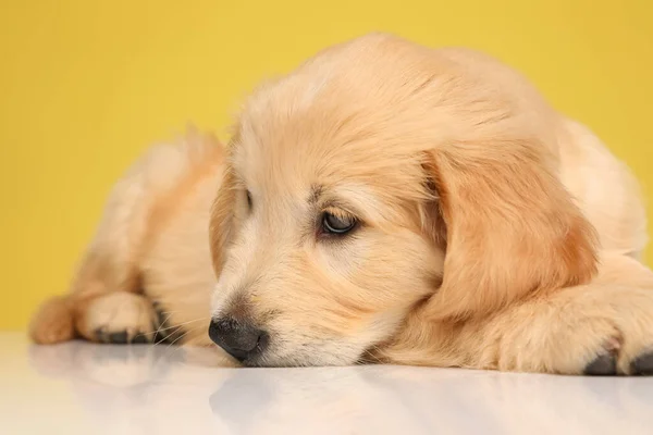 Félénk Labrador Retriever Kölyök Feküdt Felnézett Sárga Háttér — Stock Fotó