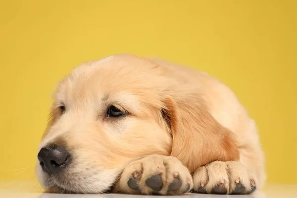 Senny Labrador Retriever Szczeniak Leżący Patrząc Bok Żółtym Tle — Zdjęcie stockowe