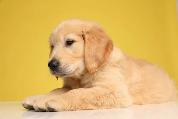 Cute Labrador Retriever Pies Patrząc Bok Leżąc Podłodze Żółtym Tle — Zdjęcie stockowe