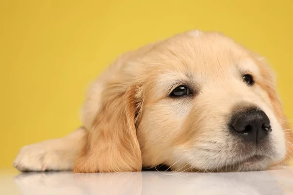 Slaperige Labrador Retriever Puppy Liggend Vloer Omhoog Kijkend Gele Backgroud — Stockfoto