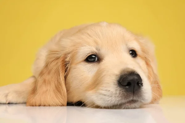 一只可爱的拉布拉多猎犬把头埋在地板上向上看 躺在黄色的背景上 — 图库照片