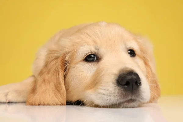 Roztomilé Labrador Retrívr Štěně Drží Hlavu Podlaze Dívá Nahoru Ležící — Stock fotografie