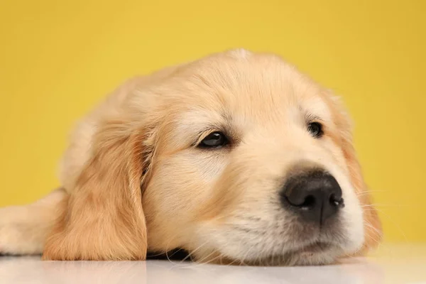 Cute Labrador Retriever Szczeniak Kładąc Głowę Dół Patrząc Górę Żółtym — Zdjęcie stockowe