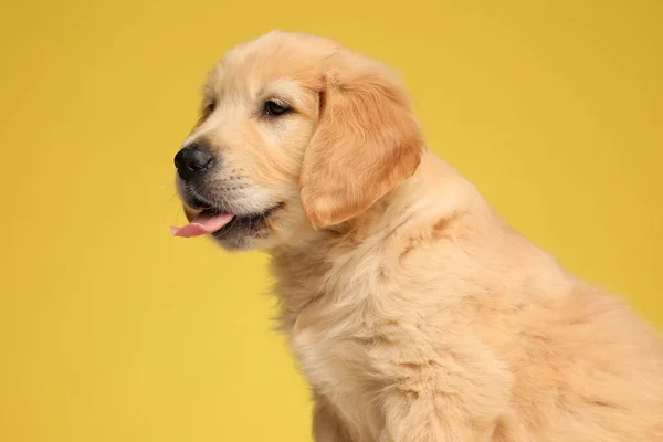 Tatlı Labrador Retriever Köpeğinin Yan Görüntüsü Dili Dışarı Çıkmış Sarı — Stok fotoğraf