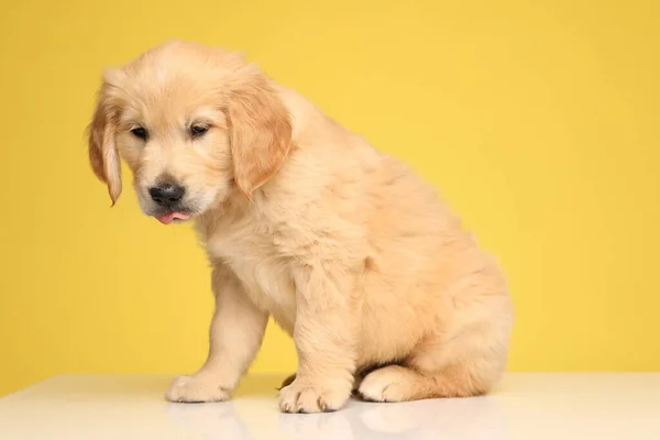 Roztomilý Labrador Retrívr Štěně Dívá Dolů Vyčnívá Jazyk Sedí Žlutém — Stock fotografie