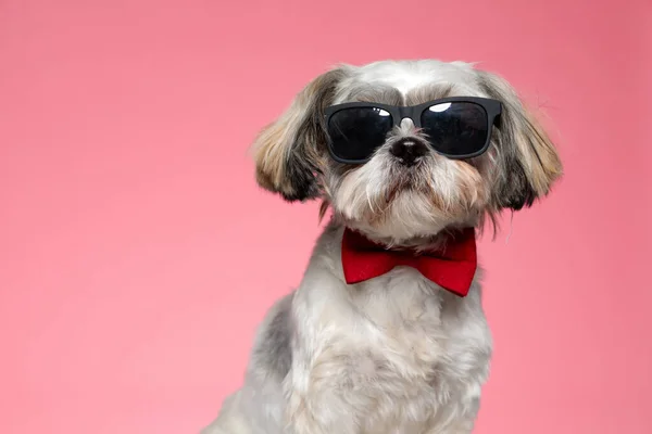 Uroczy Pies Shih Tzu Nosi Okulary Przeciwsłoneczne Czerwoną Muszkę Siedzi — Zdjęcie stockowe