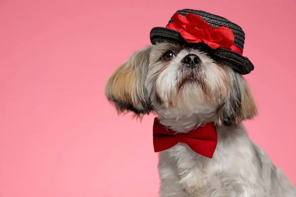 Tímido Shih Tzu Cachorro Vestindo Bowtie Vermelho Chapéu Sentado Fundo — Fotografia de Stock