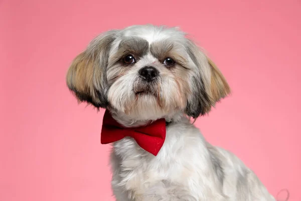 Bonito Shih Tzu Cachorro Vestindo Bowtie Vermelho Olhando Para Lado — Fotografia de Stock