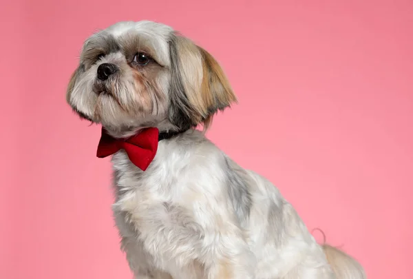 Bonito Shih Tzu Cachorro Olhando Para Lado Vestindo Bowtie Vermelho — Fotografia de Stock