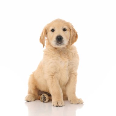 Tatlı Golden Retriever köpeği oturuyor ve beyaz stüdyo arka planında küçük parlak gözleri olan kameraya bakıyor.