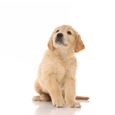 Tatlı Golden Retriever köpeği beyaz stüdyo arka planında mütevazı ve meraklı bir şekilde oturuyor ve bir şeye bakıyor.