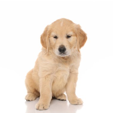 Oturan Golden Retriever köpeği, beyaz stüdyo arka planında neredeyse uyuyakalıyordu.