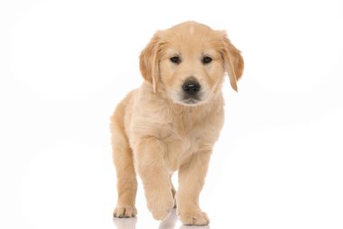 Tatlı Golden Retriever köpeği onu meraklandıran bir şeye bakıyor ve beyaz stüdyo arka planında ona doğru yürüyor.