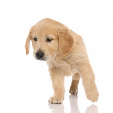 Küçük Golden Retriever köpeği üç pençe üzerinde duruyor ve başka tarafa bakıyor ve beyaz stüdyo arka planında gördüğü şey ilgisini çekiyor.